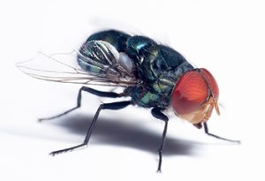Chrysomya megacephela - the oriental latrine fly