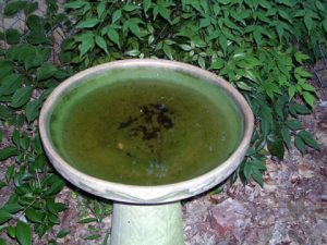 Bird baths with stagnating water and debris attract mosquitoes to lay eggs.