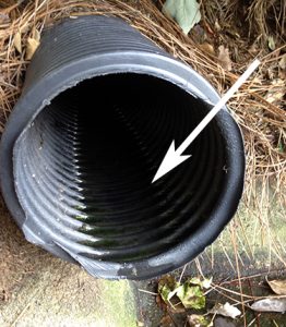 black plastic drain pipe with stagnant water inside