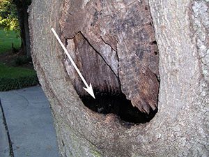 Tree holes created by damaged limbs collect water and debris for mosquito breeding