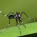 Adult asian tiger mosquito resting on foliage