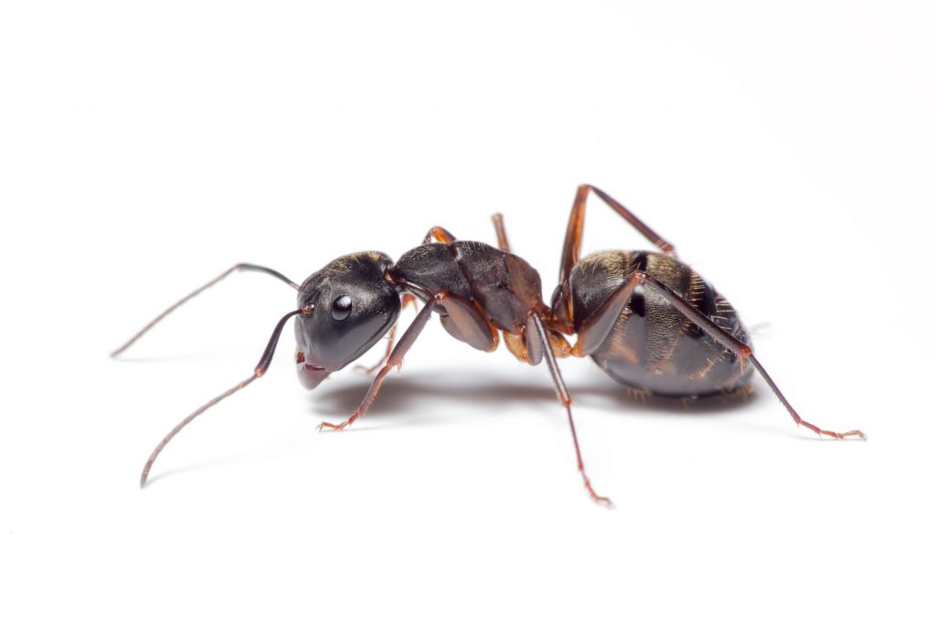 Ant Invasion | NC Urban Pests