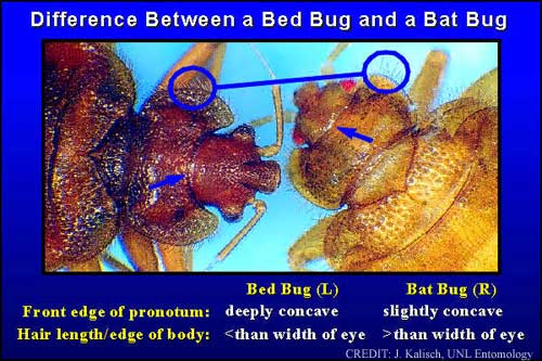 Batul Insect Featured Insect: The Bat Bug | NC Urban Pests