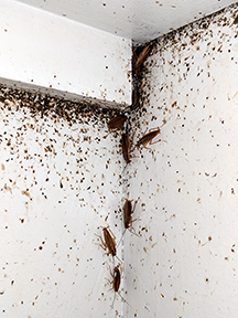 German cockroaches and their feces on a wall