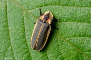 Adult firefly on leaf